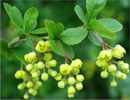 زرشک خوراکی